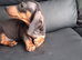 Dachshund puppy miniature boy ready now