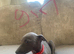 Blue whippet puppy&rsquo;s