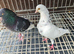 Pigeons for sale