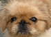 Beautiful peke parti colour rare apricot & white loving boy 1 y
