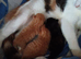 3 beautiful Calico x Tortiseshell kittens