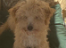 Poodle x Coton de Tulear puppies