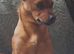 3 x Jack russel females