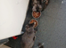!!!urgent!!! Beautiful smoke torti maincoon