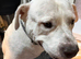 American bull dog / Staffordshire bull terrier