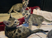 3 gorgeous boys left...