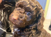 Stunning minature Cockapoo puppies