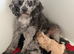Stunning Cavapoochon puppies