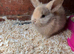 mini lops rabbits