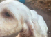 Female cocker spanie