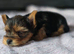 Yorkshire Terrier puppies for sale