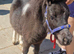 Mini sheland pony