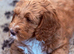 Labradoodles