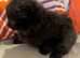 1 Female black kitten ready to go