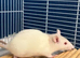 Two baby female rats