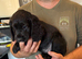 Working Cocker Spaniel Puppies for sale