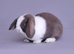 Mini lop rabbit ready now