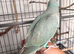 Hand reared baby ringnecks