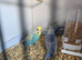 Budgies