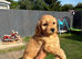 Gorgeous cockapoo pups