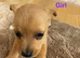 5 beautiful jack Russell puppies