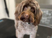 F2 COCKERPOO