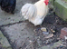 4 FREE pekin bobtail bantam cockerels