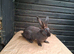 Flemish giant females