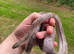 Adult cb21 pewter bloodred corn snake female