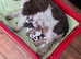 Poodle puppy