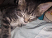 Spoiled american short hairx kittens soon ready