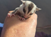 white face blonde 100% het leu ready 7th august