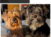 ANMACO Pups have Arrived!