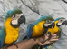 Stunning Baby HandReared Friendly Super Tame Cuddly Blue & Gold Macaw Parrot,25