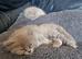 Ragdoll x scottish fold