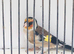 23 goldfinch cock