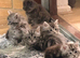 Excel Maine Coon kitten for sale