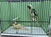 Pair of kakariki