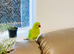 Stunning young Indian ringnick parrot
