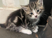 Kittens for sale