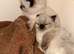 Male ragdoll kitten