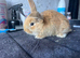 Continental x French lop