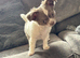 Chihuahua puppies