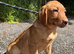 Fox Red & Black Labrador Retriever Puppies
