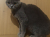 British shorthair female