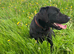 Labrador