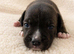 Kc reg black brindle white staffys