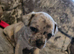 LAST PUP