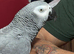 African grey parrot Glasgow
