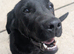 8 Month Old Black Male KC Labrador